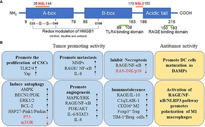 Multiple functions of HMGB1 in cancer